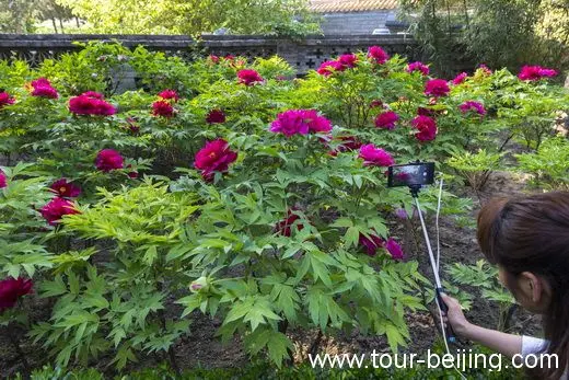 Each Year the Peony Festival attracts a great number of visitors