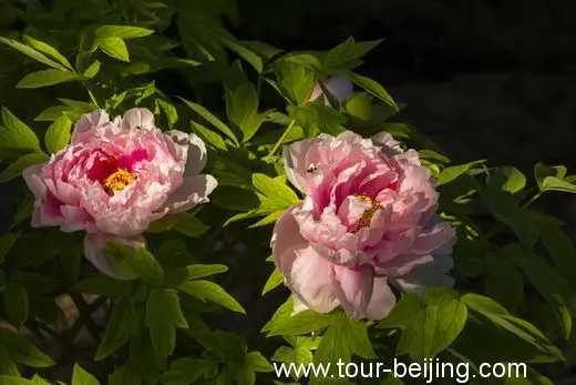 Peonies are in full blossom