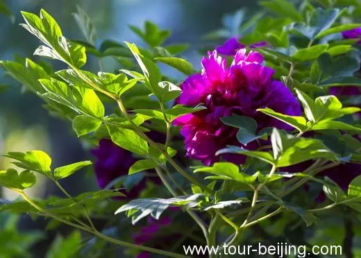 Purple-colored Peonies