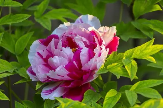 White, pink and red peonies