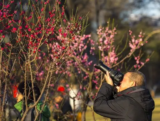 Best Time to See Plum Blossoms in Beijing