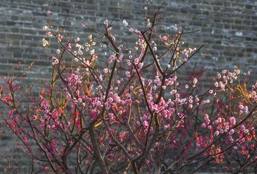Best Time to See Plum Blossoms in Beijing