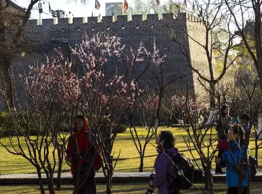Best Time to See Plum Blossoms in Beijing