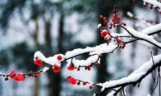Plum Blossom at Gushan Island on West Lake