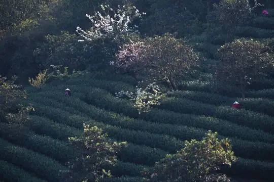 Green Tea Picking and Tea Plantation in Hangzhou