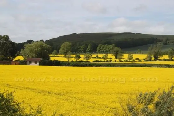 rape seeds blossoms