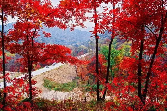 Top 10 Places to See Autumn Leaves in China