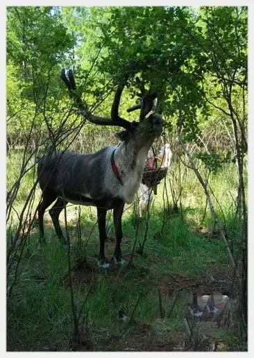 Aoluguya Reindeer Village (Tips, Photos & Maps)