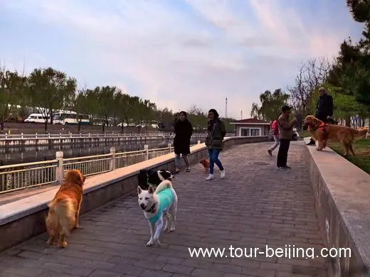 Dogs share the green belt.