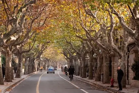Shanghai in Autumn