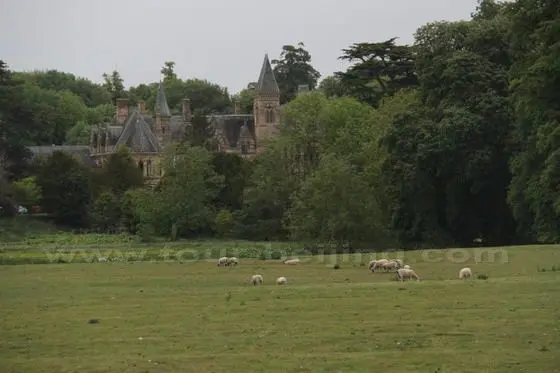 sheep 2