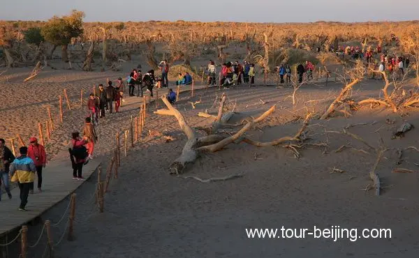 Guai Shu Lin in Ejin Banner, Inner Mongolia (Tips, Photos & Map)
