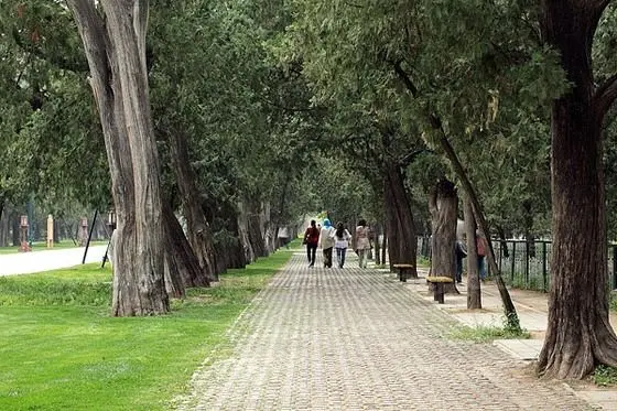 the Cypress Grove