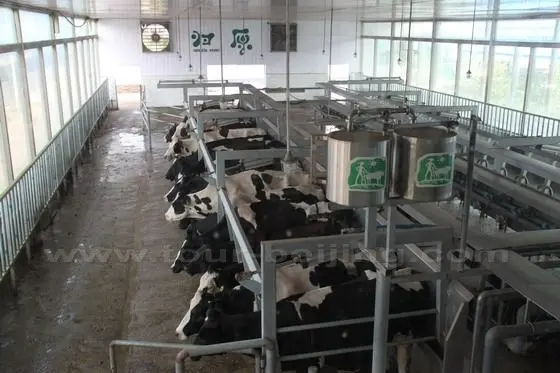 the cow's udders are washed using sanitized warm towels