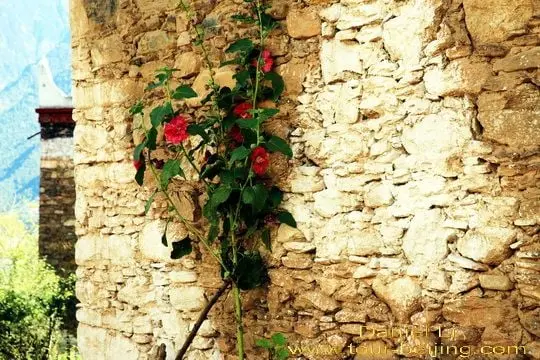 the eight-petal Galsang flower Jiarong Tibetan Village