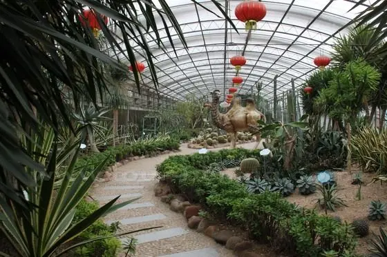 tropical precious and special plants