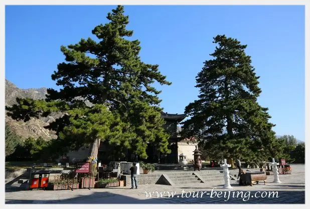 Listening to Buddhist Scripture" pine trees