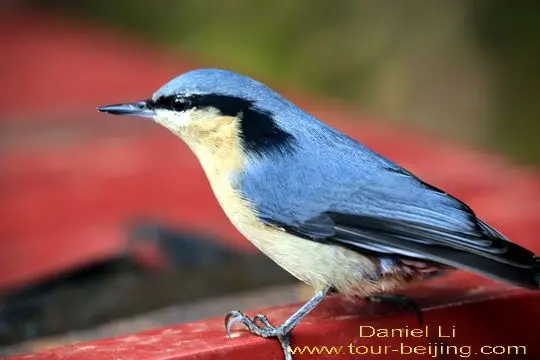 ultramarine flycatcher
