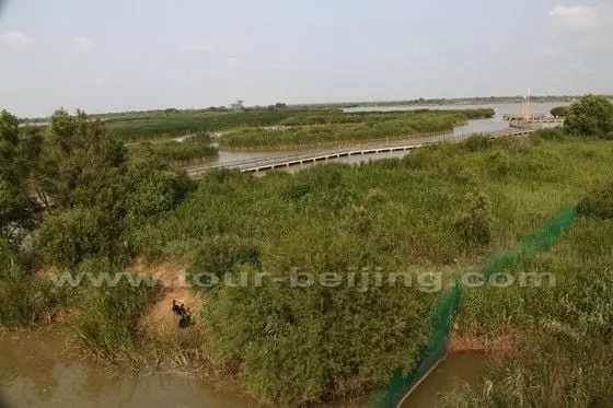The wetland