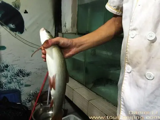 Ya Fish