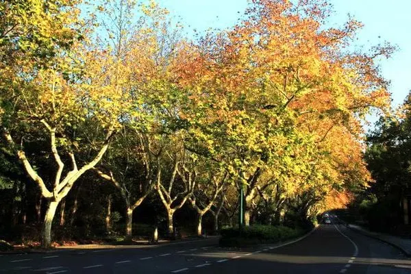 Best Places to See Autumn Leaves in Hangzhou