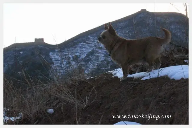 The Dog and the Great Wall Photo 3