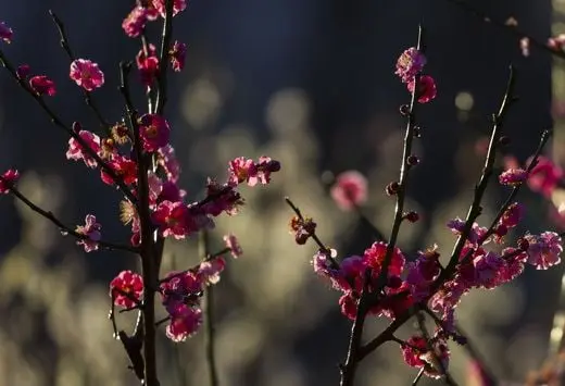 Best Time to See Plum Blossoms in Beijing