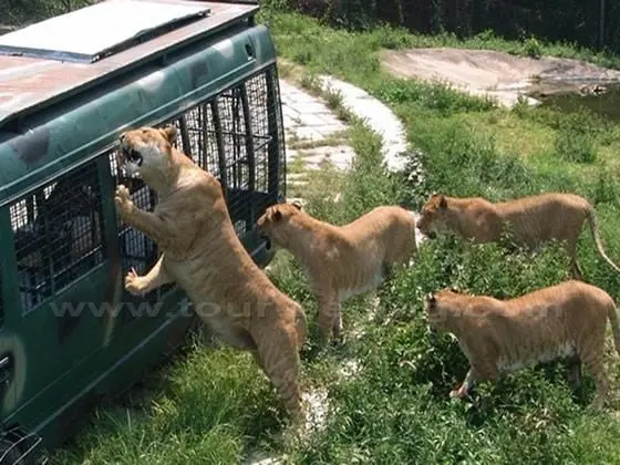 Shenzhen Safari Park